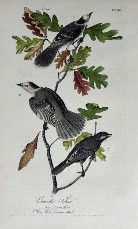 Canada Jay