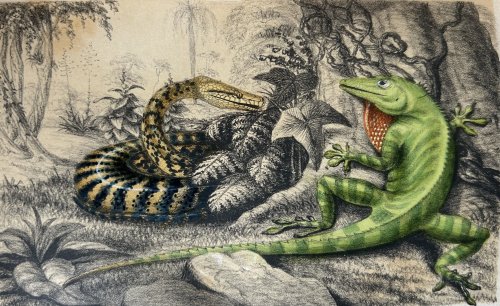 A Naturalist's Sojourn in Jamaica