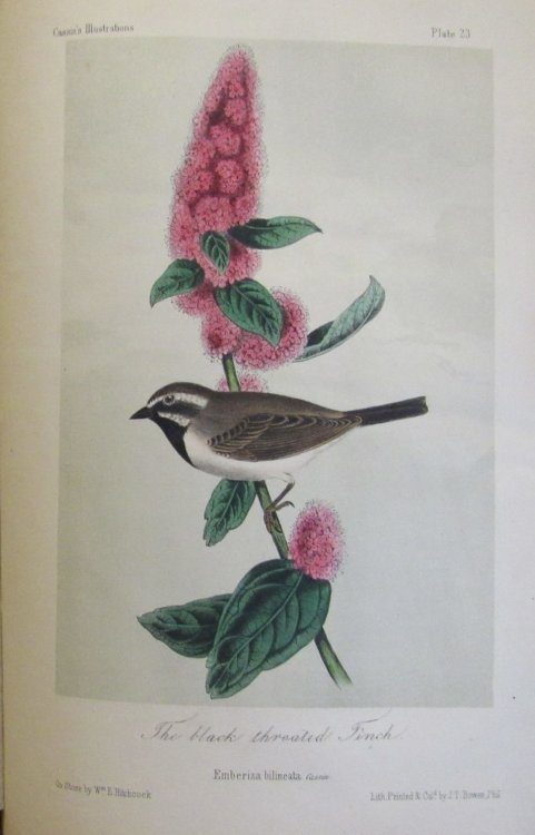 Illustrations of the Birds of California, Texas, Oregon, British and Russian America. Fascicule 5 Comprising text pages129-158 & plates 21-25 as issued in original wraps.
