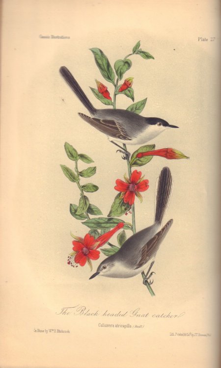 Illustrations of the Birds of California, Texas, Oregon, British and Russian America. Fascicule 6. Comprising text pages 159-190 & plates 26-30 as issued in original wraps.