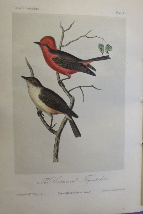 Illustrations of the Birds of California, Texas, Oregon, British and Russian America. Fascicule 4.