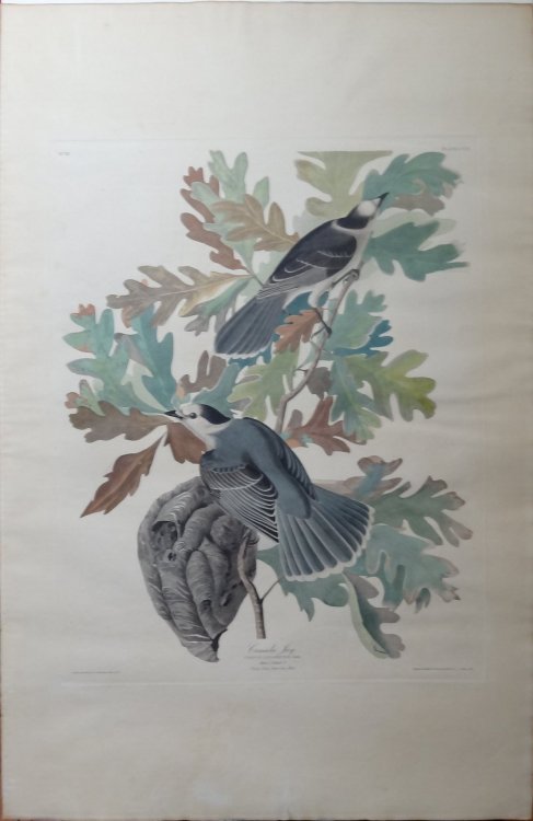 Canada Jay (Elephant folio Plate CVII) Gray Jay, Perisoreus canadensis on Quercus alba, White Oak.