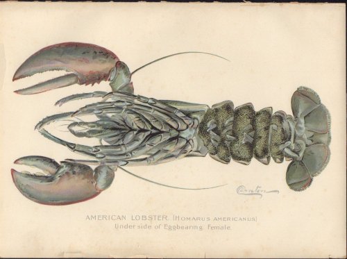 First Annual Report of the Commissioners of Fisheries, Game and Forests of the State of New York Report for 1895