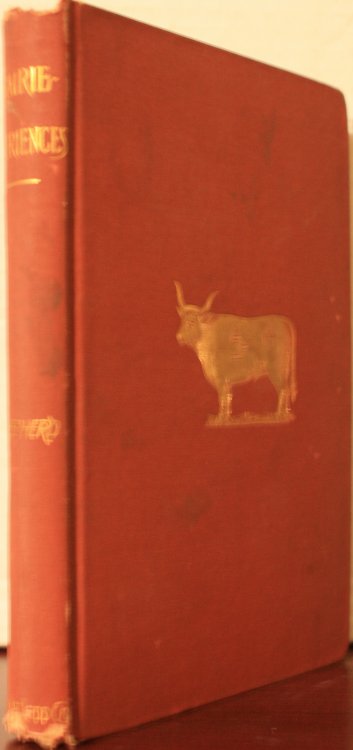 Prairie Experiences In Handling Cattle And Sheep