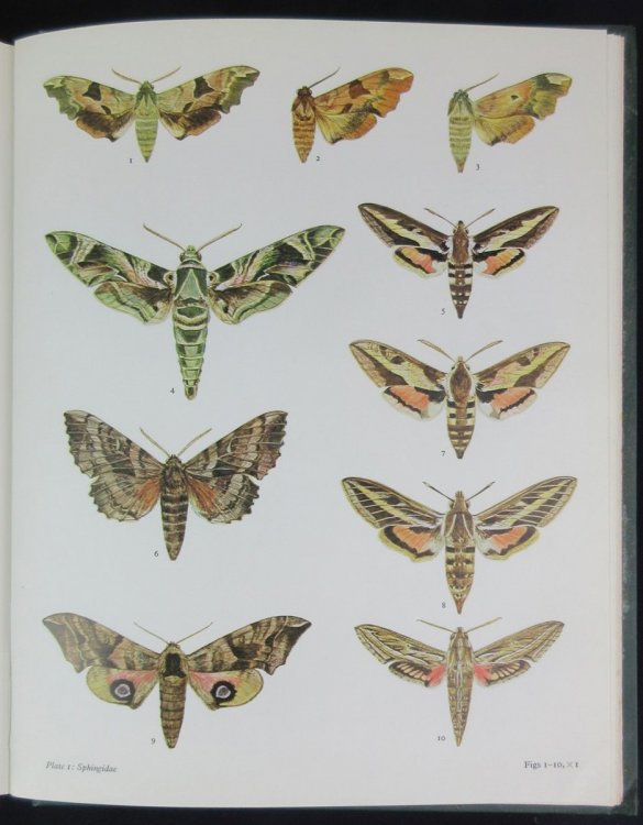 Image for The Moths and Butterflies of Great Britain and Ireland. Volume 9. Sphingidae - Noctuidae Noctuinae and Hadeninae The Moths and Butterflies of Great Britain and Ireland. Volume 9. Sphingidae - Noctuidae Noctuinae and Hadeninae