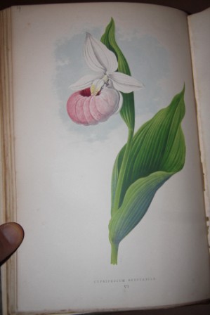 Alpine Plants: Figures and Descriptions of the Most Striking and Beautiful of the Alpine Flowers. (2 volumes)