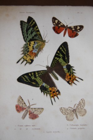 Histoire Naturelle Des Insectes: Orthopteres, Nevropteres, Hemipteres, Hymenopteres, Lepidopteres et Dipteres (Two Volumes)