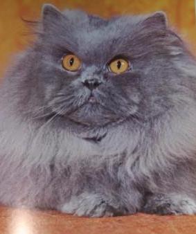 Champion Cats of the World