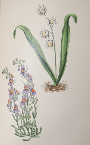 Alpine Plants: Figures and Descriptions of the Most Striking and Beautiful of the Alpine Flowers