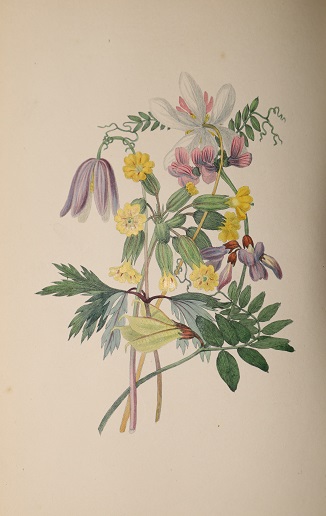 The Moral of Flowers, Illustrated by Coloured Engravings