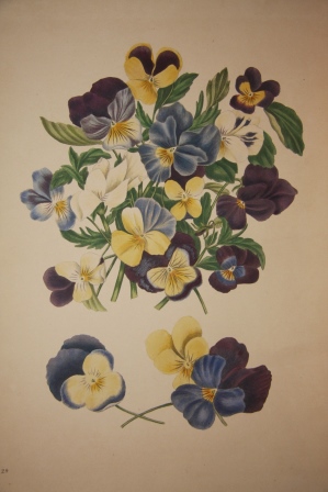 The Beauties of Flora, with botanic and poetic illustrations: being a Selection of Flowers drawn from Nature. Arranged emblematically with Directions for Colouring them, by Eliza Eve Gleadall