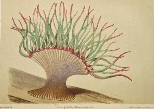A Manual of the Sea-Anemones Commonly Found on the English Coast