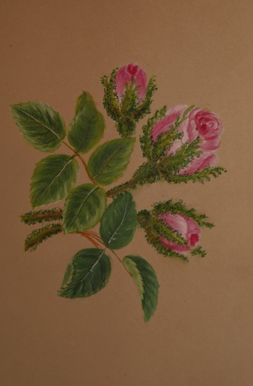 Album of Eleven Fine and Original Watercolor Botanical Studies