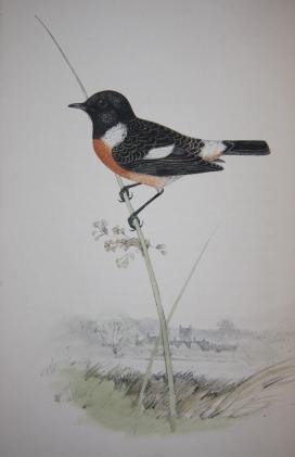 Coloured Illustrations of British Birds and their Eggs (Seven Volumes)