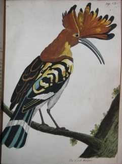 Supplement to the General Synopsis of Birds
