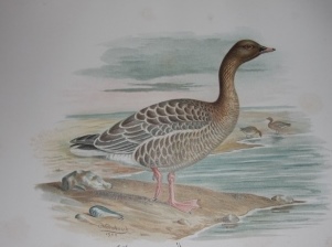The Geese of Europe and Asia Being a Description of Most of the Old World Species; With Twenty-Four Coloured Plates by F. W. Frohawk and Frontispiece by Dr. P. P. Sushkin