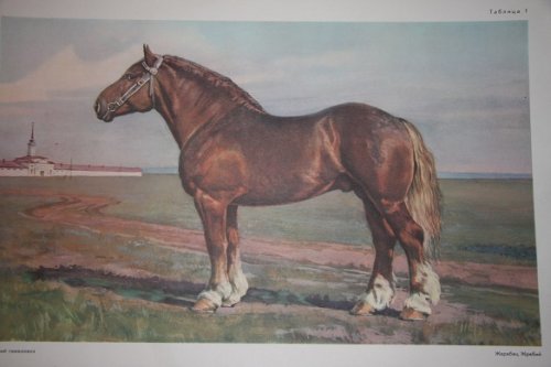 (40 ) (Russian Equine Breeds)