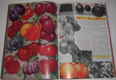 Stark's Salesman's Plate Book Showing New 7 U.S. Patent Prize Fruit Trees and Ornamentals in Natural Colors