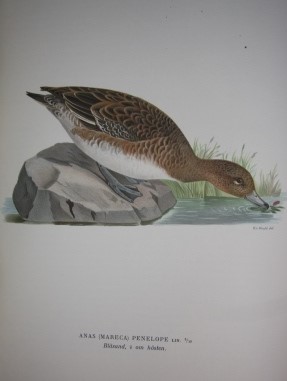Svenska Fglar (Three Volumes); Efter Naturen Och P Sten Ritade