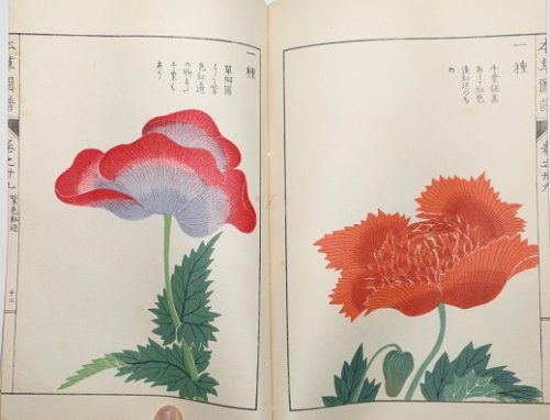 Japanese Botanical Book
