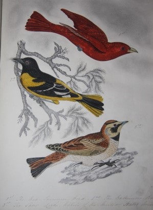 [Manuscript] Ornithology
