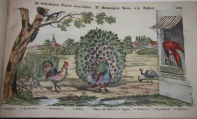 Natural-Historia fr Hemmet Och Skolan. Beskrifningar och Afbildningar af freml utur Alla Naturens Riken. [Natural History for Home and School.]; Efter tillfrlitliga kllor bearbetad. Med fver 400 kolorerade Figurer. [Over 400 colored illustrations]