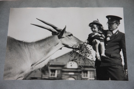 Album of Animal Photographs, Circa 1930