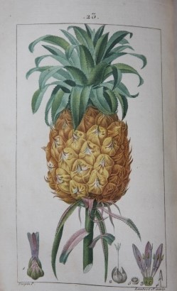 Flore Mdicale (8 volumes)