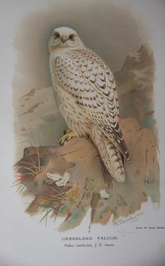 Coloured Figures of the Birds of the British Isles (7 volumes)