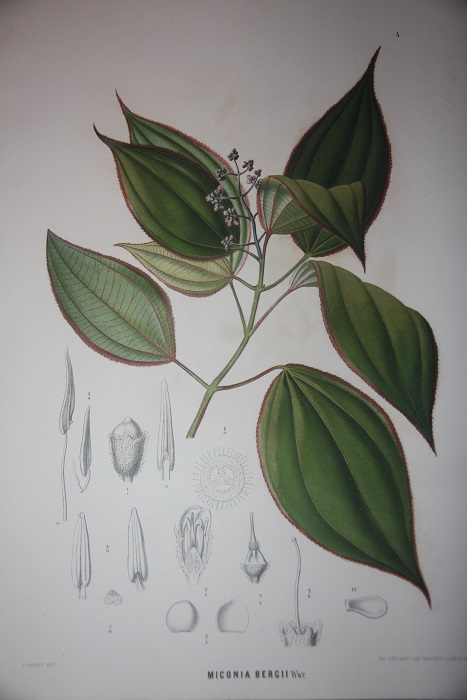 Botanische Ergebnisse der Reise Seiner Majestat des Kaisers von Mexico Maximililan I nach Brasilien (1859-60)