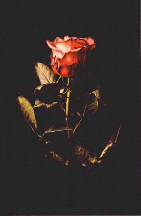 Truly Darkly Deeply