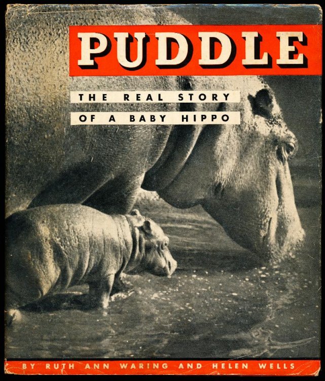 PUDDLE. The Real Story of A Baby Hippo