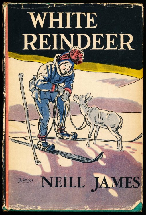 WHITE REINDEER