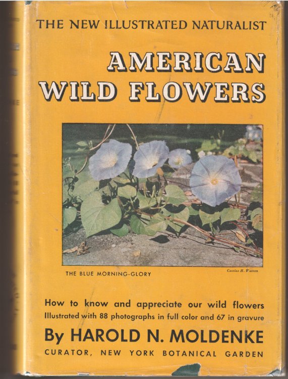 AMERICAN WILD FLOWERS, How to know and appreciate our wild flowers