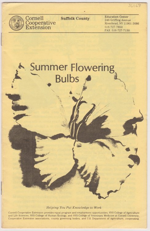 Summer Flowering Bulbs