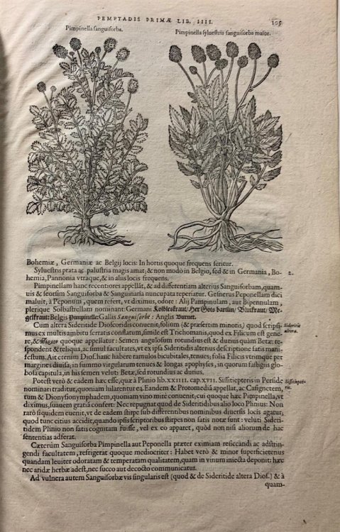 A Leaf from the 1583 Rembert Dodoens Herbal, Printed by Christopher Plantin, with a Short Essay by Carey S. Bliss.