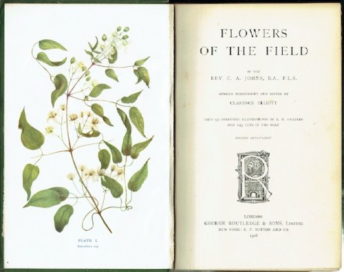 Flowers Of The Field