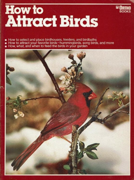 How to Attract Birds