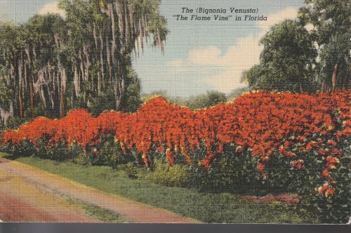 The Flame Vine in Florida (Bignonia Venusta) circa 1930 Linen Postcard