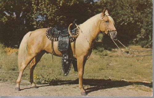 Prize Palomino Horse Riverton, WY 1953 Postcard, 3 Jefferson