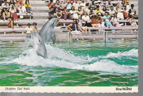 Dolphin Tail Walk Sea World San Diego, CA 1980 Scalloped Postcard