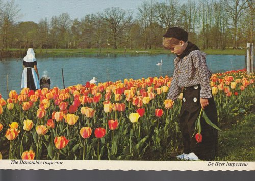 Holland, MI Dutch Community Tulip Time Costumes; Oversize Postcard
