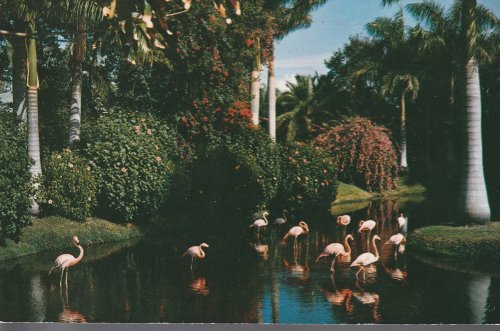 Sarasota, FL Jungle Gardens Flamingos, Royal Palms, circa 1950 Photo Postcard