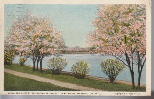 Japanese Cherry Blossoms Potomac River 1927 Washington DC Postcard 2 Washington