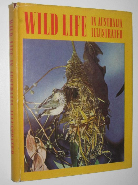 Wild Life In Australia Illustrated