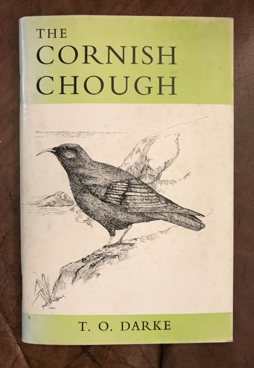 The Cornish Chough
