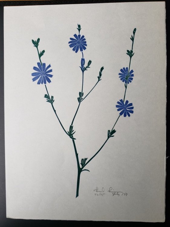 Linoleum Block Print of a Northern California Plant or Flower: Chicory. Signed and Numbered by Dr. Edmund E. Simpson.