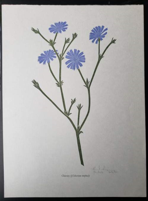 Linoleum Block Print of a Northern California Plant or Flower: Chicory (Cichorium intybus). Signed and Numbered by Dr. Edmund E. Simpson.