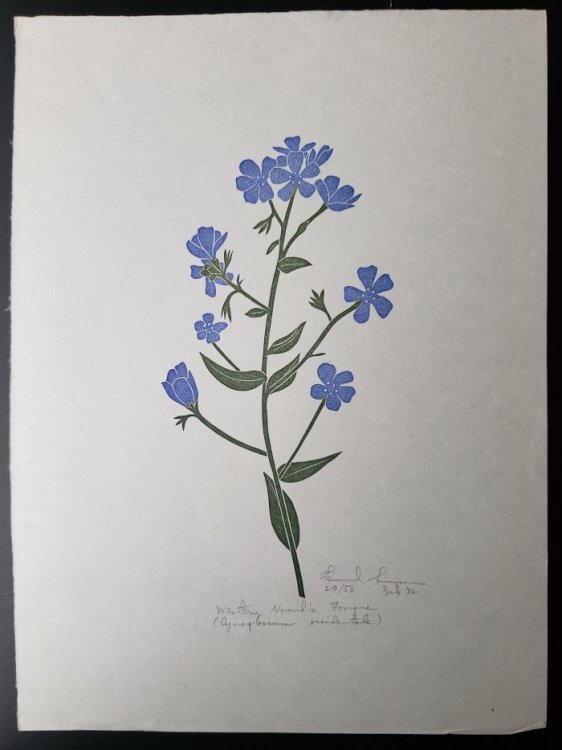 Linoleum Block Print of a Northern California Plant or Flower: Western Hound's Tongue (Cynoglossum occidentale). Signed and Numbered by Dr. Edmund E. Simpson.