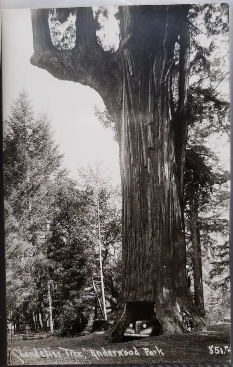 Real Photo Post Card: 